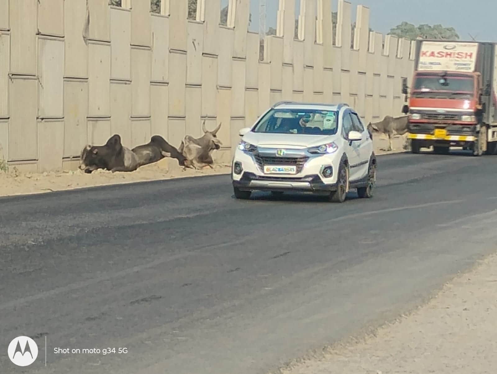 दिल्ली जयपुर हाईवे पर सड़क किनारे बैठे पशु। संवाद