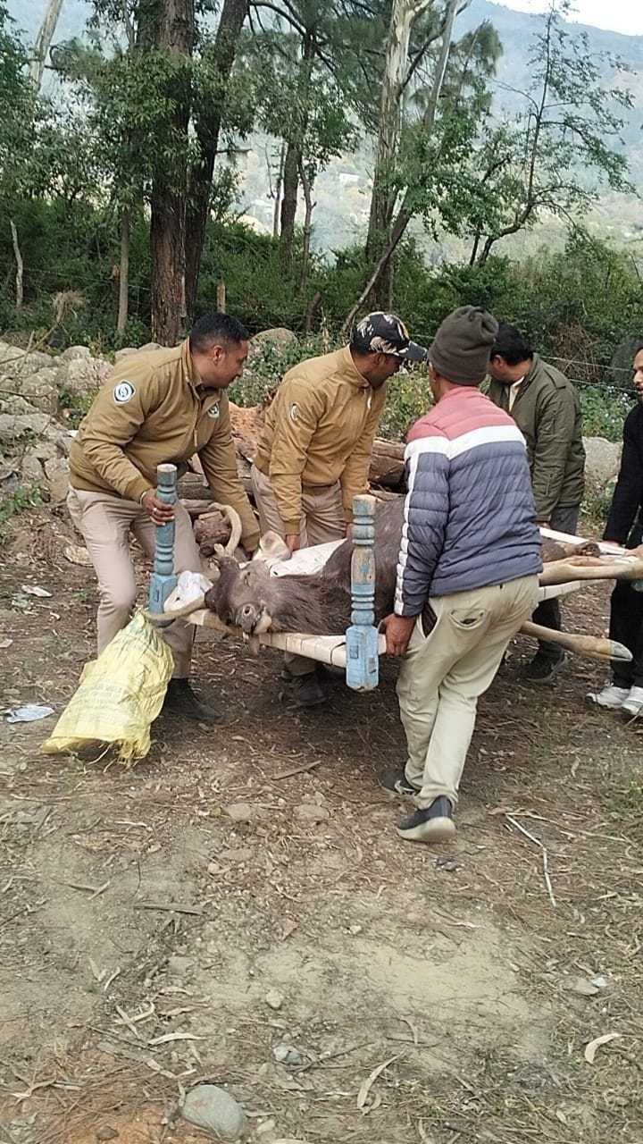 Injured sambar dies during treatment