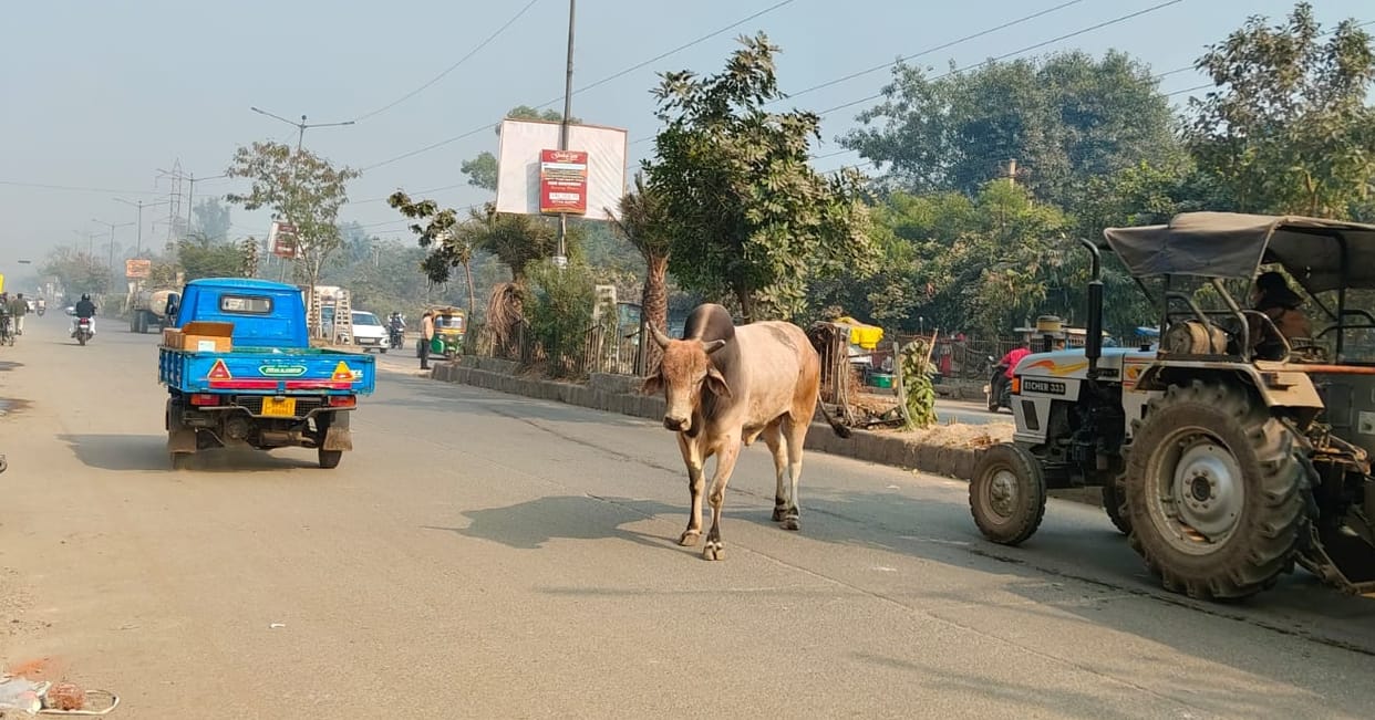 Stray animals roaming the streets can cause accidents