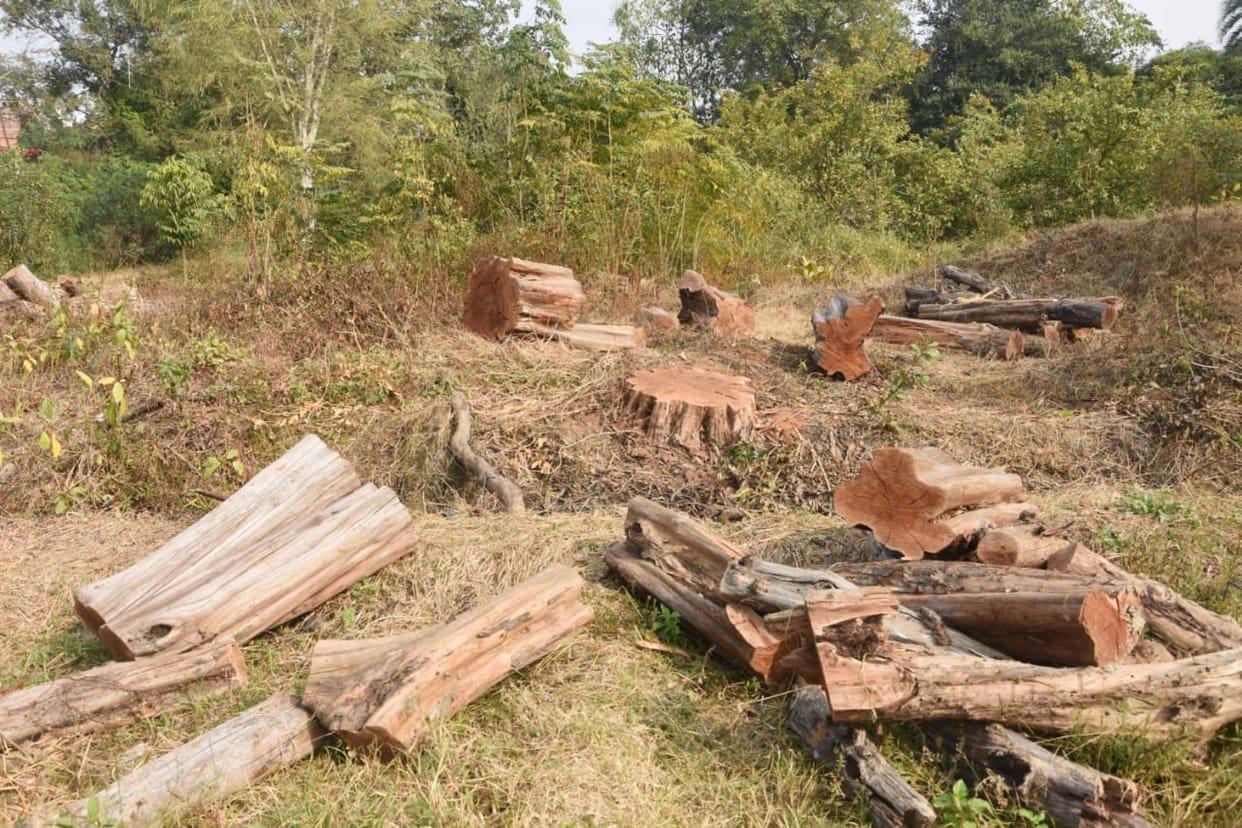 Mistake: Wood worth Rs 50 lakh sold for Rs 15,000