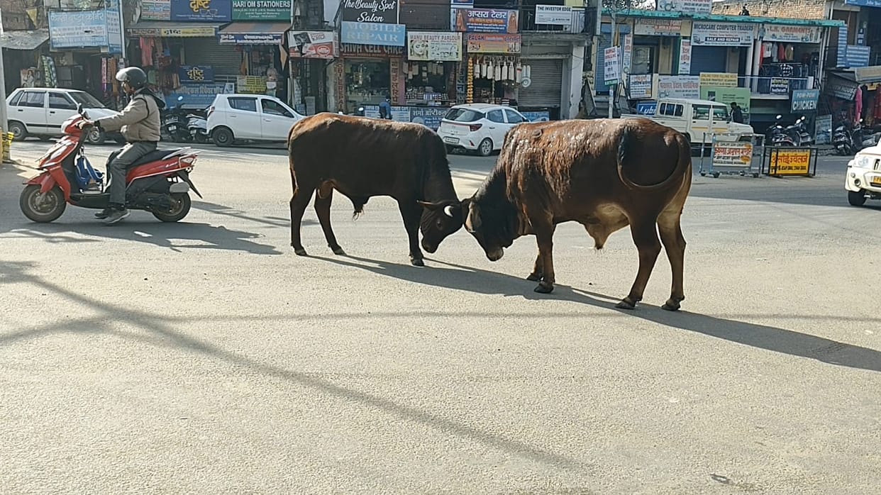 Two bulls collided, damaging a Bolero.