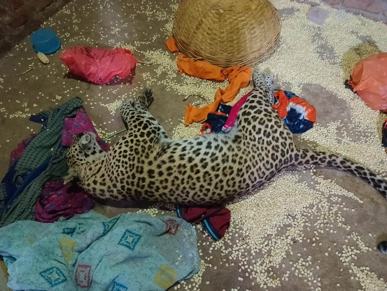 Banswara: Cause of Leopard’s Death Revealed After Attacking Teen- Starvation and Panic Led to Heart Failure