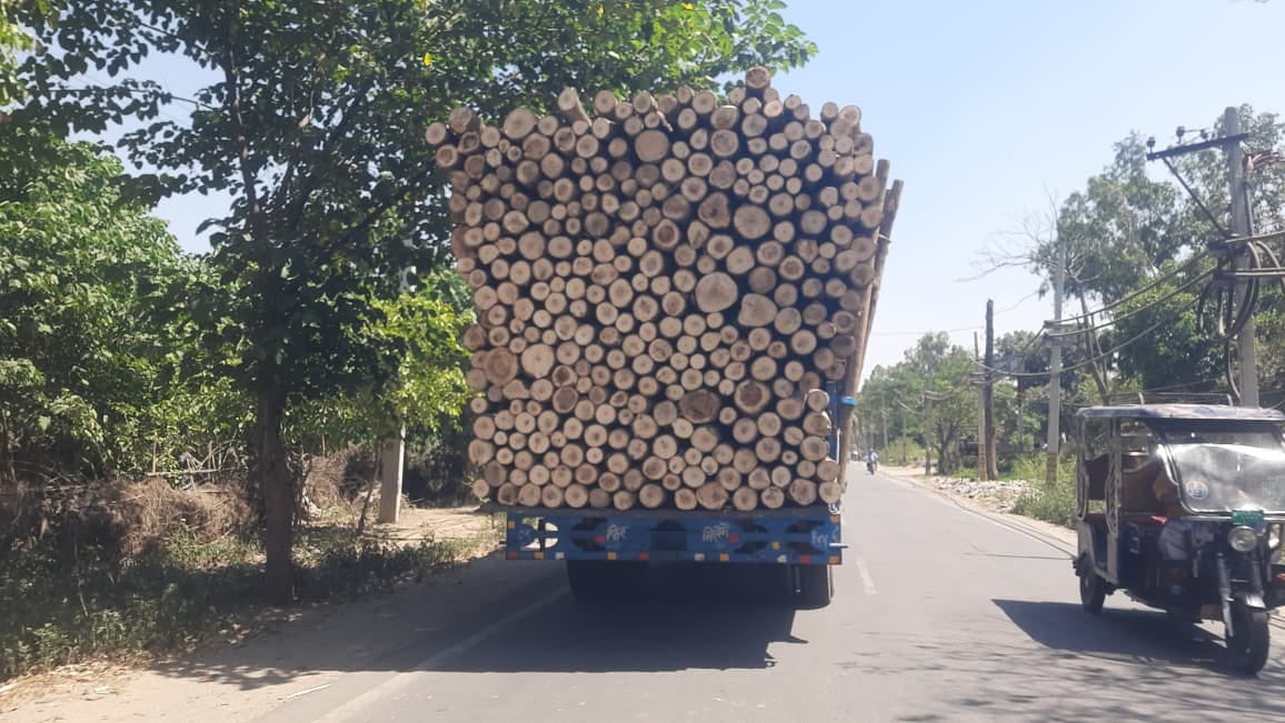 Popular wood is not arriving at the markets, and traders have been sitting idle for 10 days