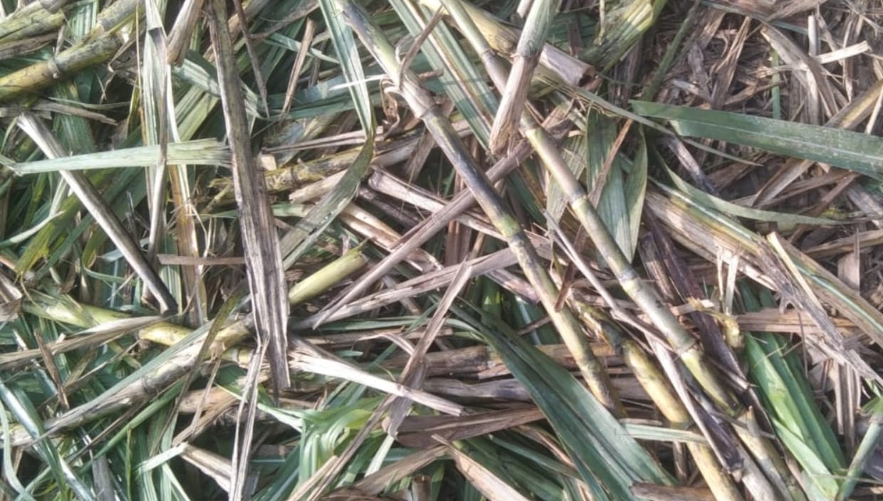 Elephants again damaged crops in Gulra Bhagwantnagar