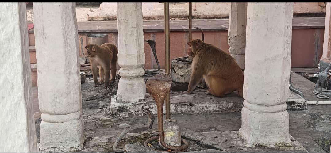 पुरमंडल शिव मंदिर परिसर में घूमते बंदरो का दृश्य स्रोत संवाद