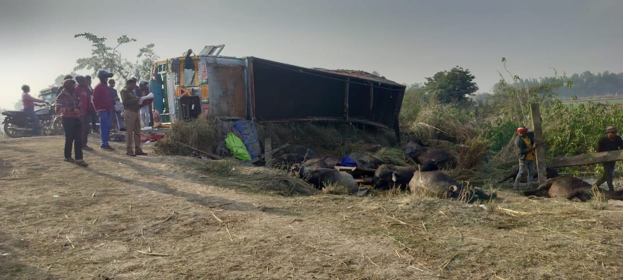 Canter full of animals overturned after going out of control, five people injured