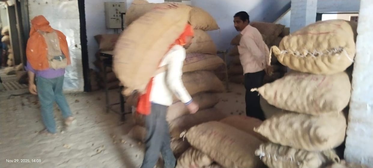 Potatoes were released late from cold storage, leading to a drop in prices