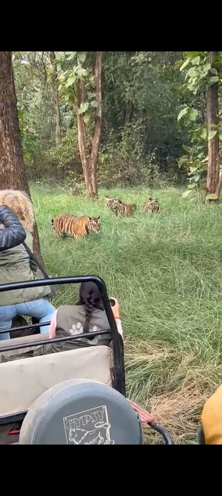 Guides and drivers taking tourists close to tigers will face action