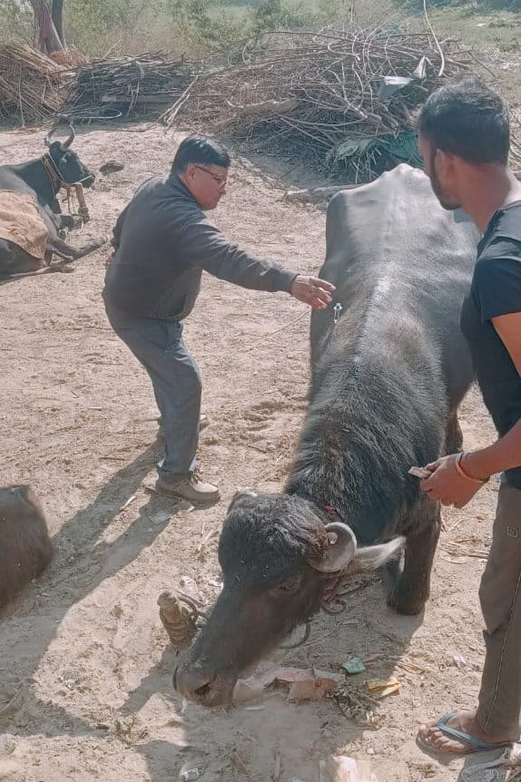 A team of doctors arrived after the death of the animals, provided treatment and medicine.