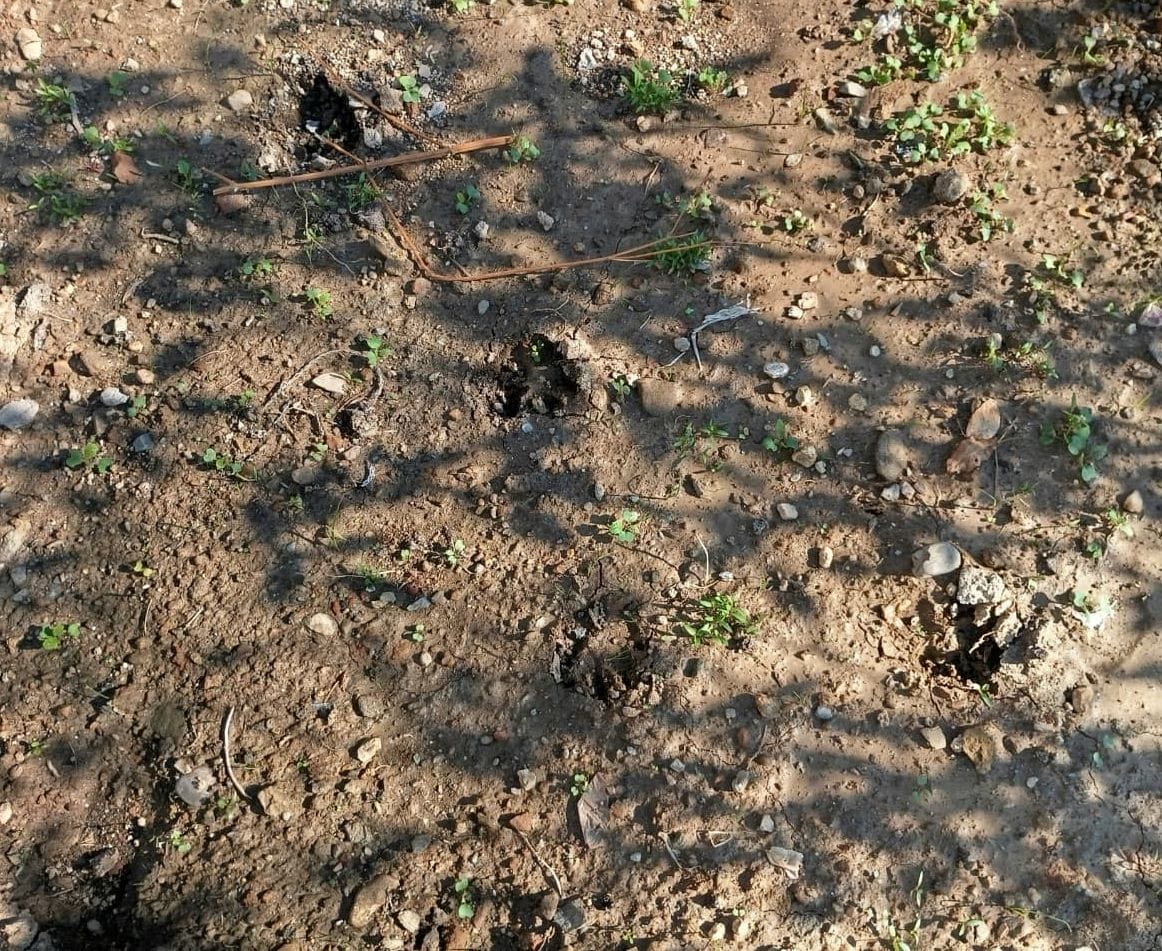 Leopard terror in Jogindernagar has created panic among people
