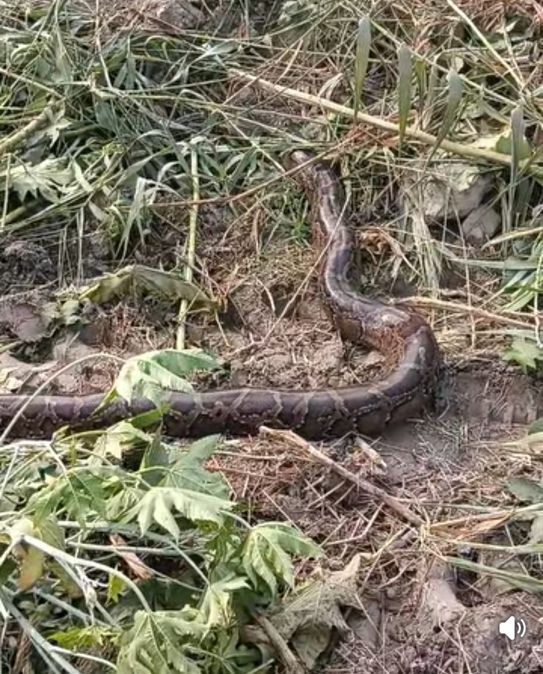 Python hidden in the bushes of the madrasa, panic spread