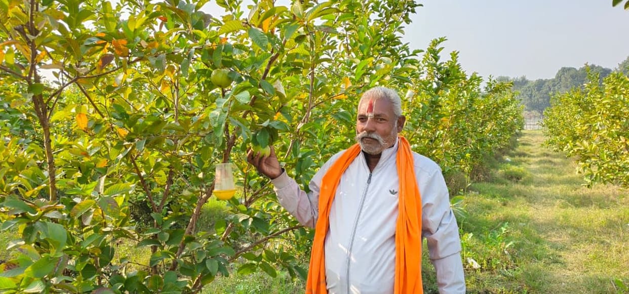 Saryu valley is becoming prosperous due to guava cultivation