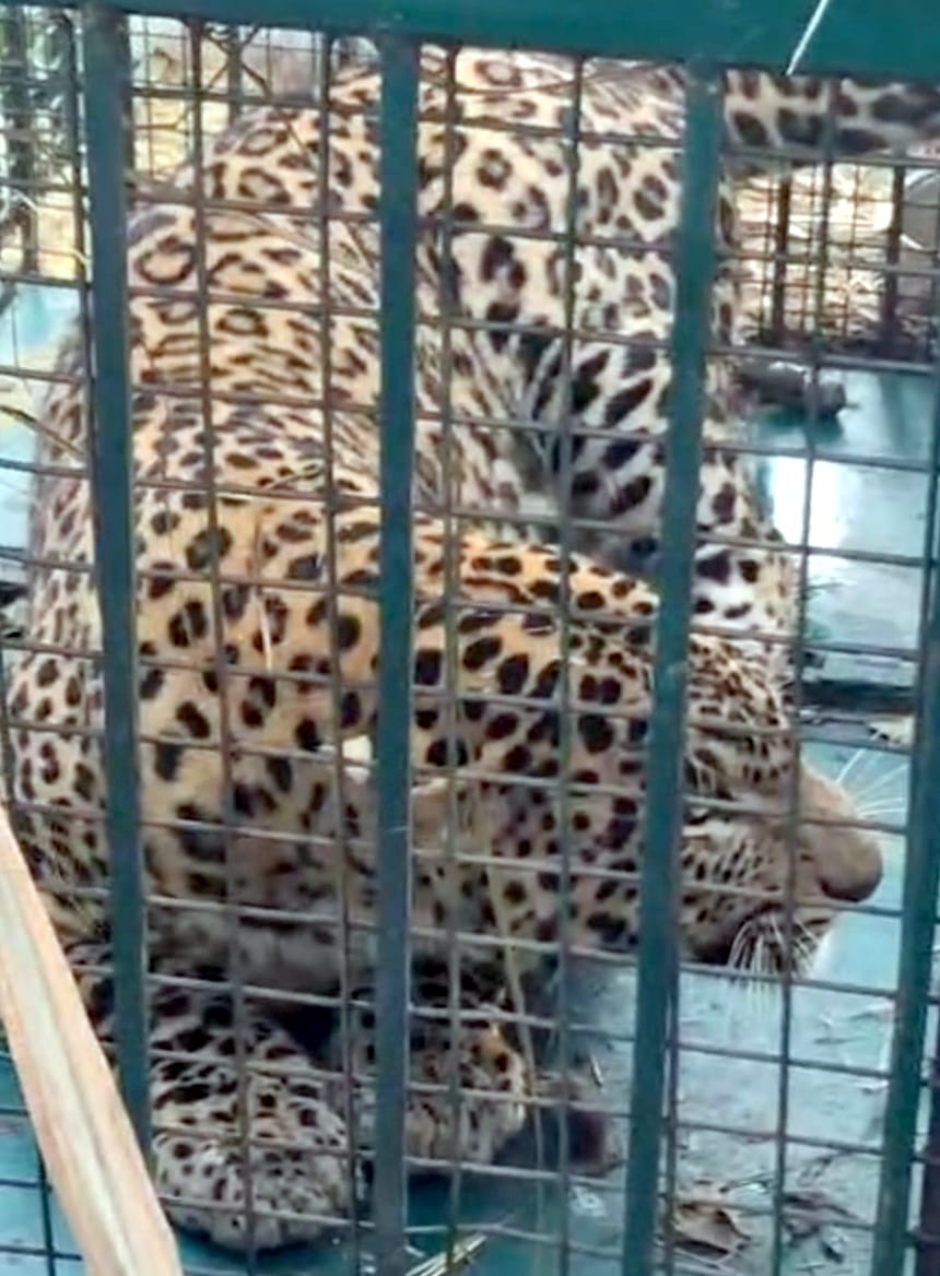 Leopard trapped in cage in village Khatai