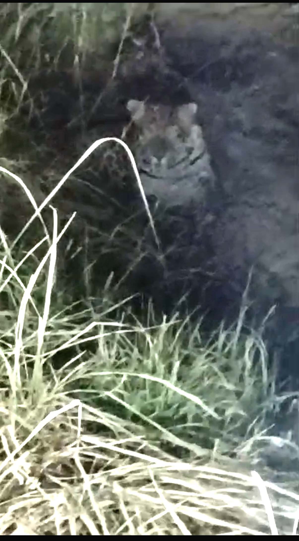 Panic among villagers due to sighting of leopard in Kasumi village of Pahasu