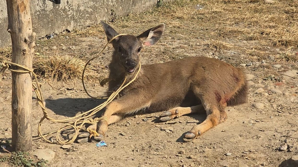 Sambar deer found in Basantpur, handed over to wildlife department