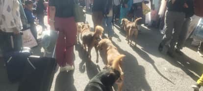 Residents will get relief from the menace of stray dogs, sterilization will start from today.