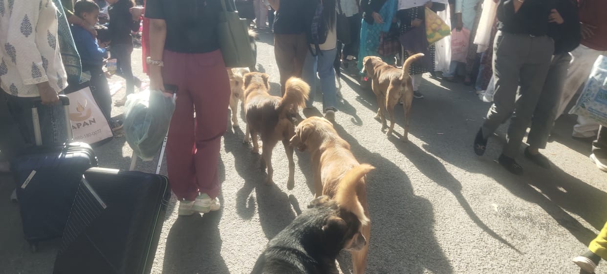 Residents will get relief from the menace of stray dogs, sterilization will start from today.