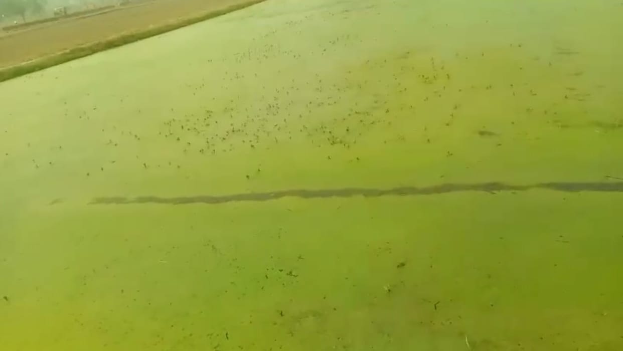Water filled in the field due to breakage of the drain track