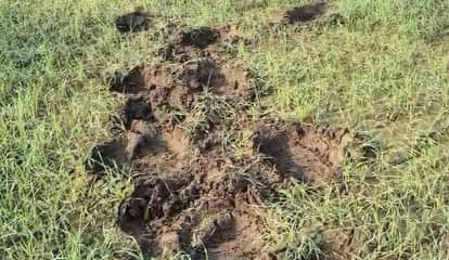 Elephants trampled and destroyed crops