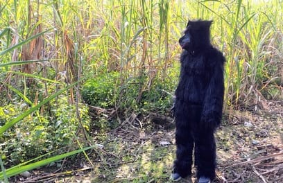 Bijnor: Youth Wears Bear Costume to Scare Away Monkeys in Chandok Village