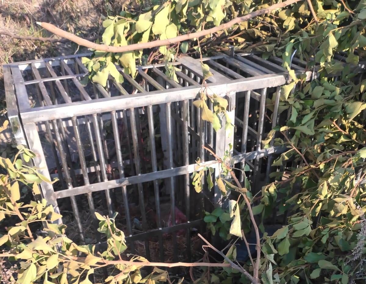 The forest department's trap failed, the leopard ate the meat kept in the cage and went away.