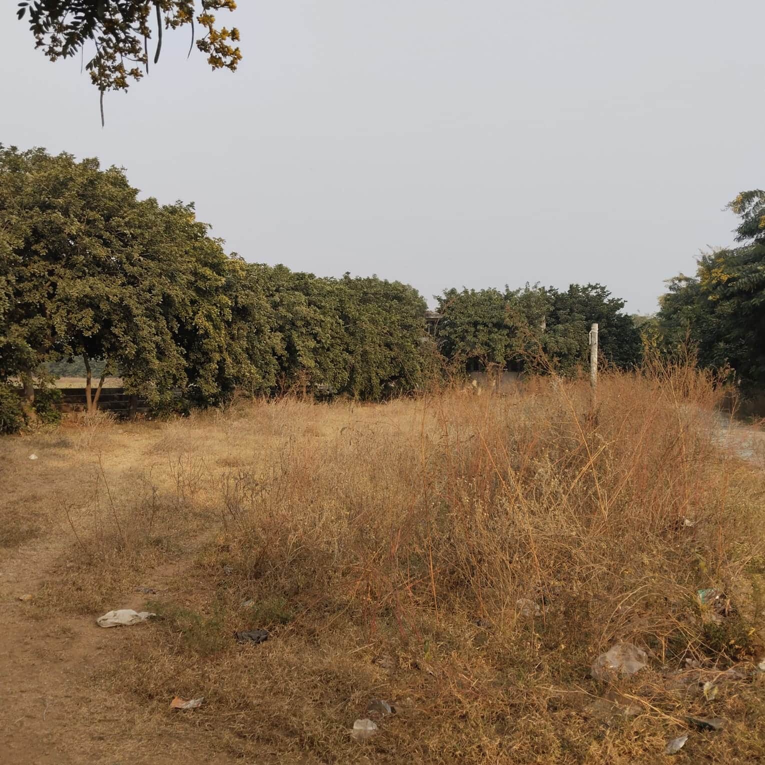 फोटो: 24रेवाड़ी। धारूहेड़ा खेल स्टेडियम में उगी कंटीली झाड़ियां। संवाद