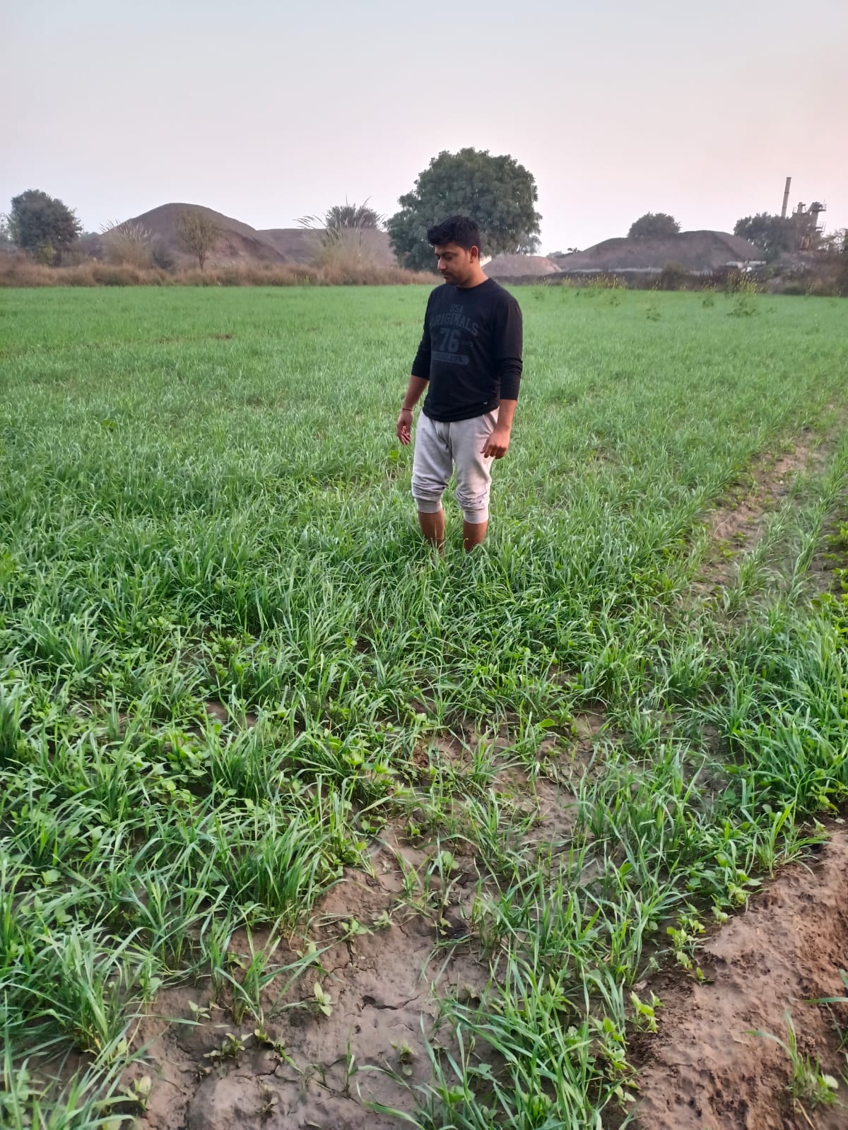 Difference in day and night temperatures damages crops, farmers worried