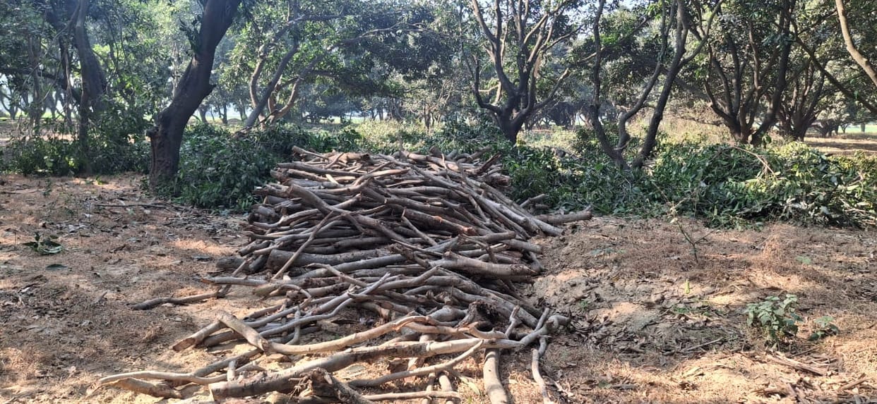 FIR on cutting of green trees