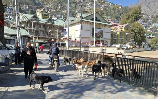 Administration silent... Stray dogs roaming the streets posing a threat