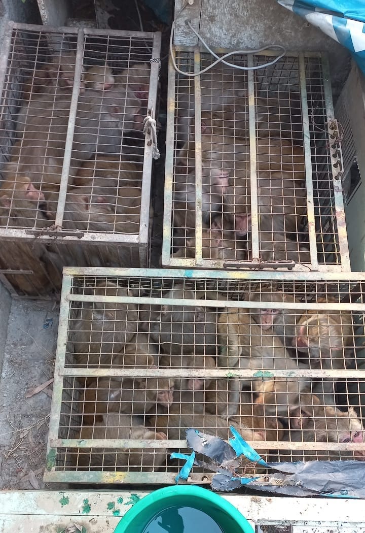 Catch the monkey campaign launched in Hastinapur, 60 caught