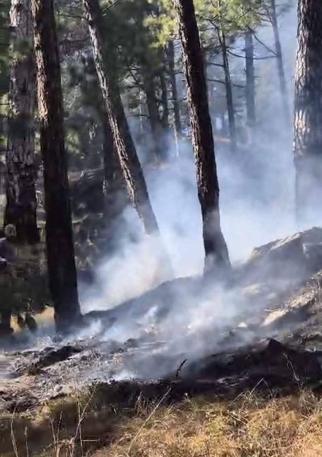 Forest fire in Shilabangla damaged many treesForest fire in Shilabangla damaged many trees
