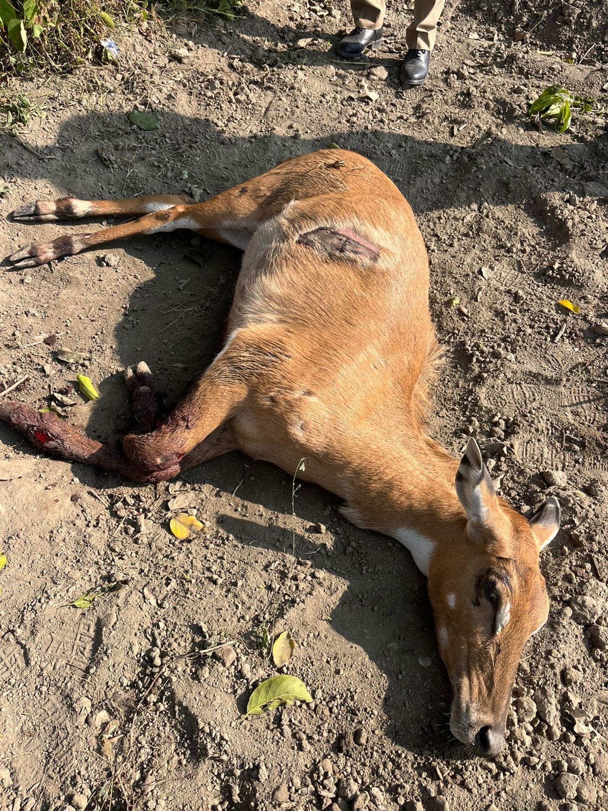 Nilgai injured after being hit by an unknown vehicle