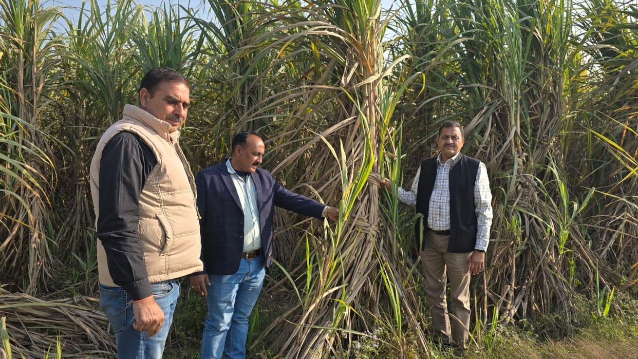 Top borer disease found in sugarcane, suggestions given to increase production