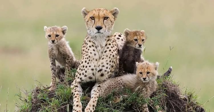 MP News: कूनो के 32 चीते ने एक साल में खाया सवा करोड़ रुपये का मटन, बोत्सवाना से कल लाए जाएंगे आठ और चीते