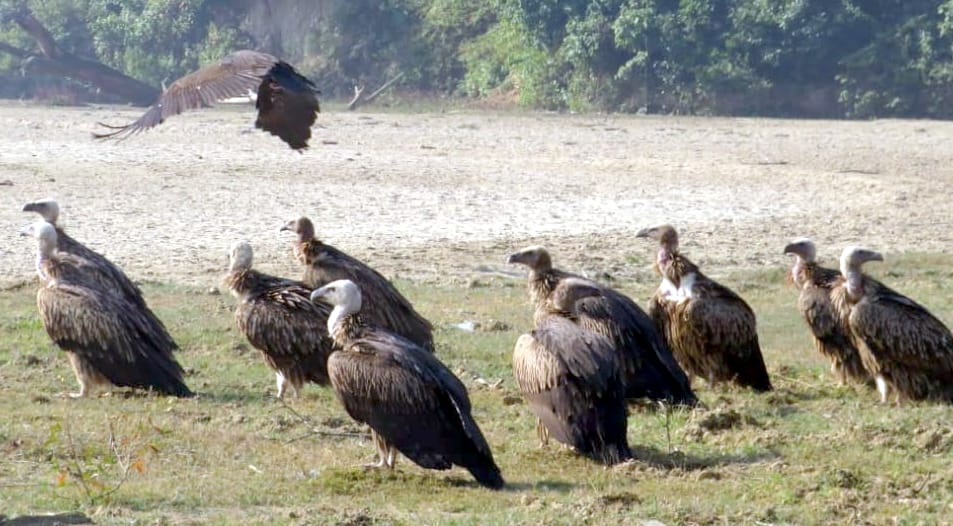 Rare species of vultures seen in Amangarh forest area