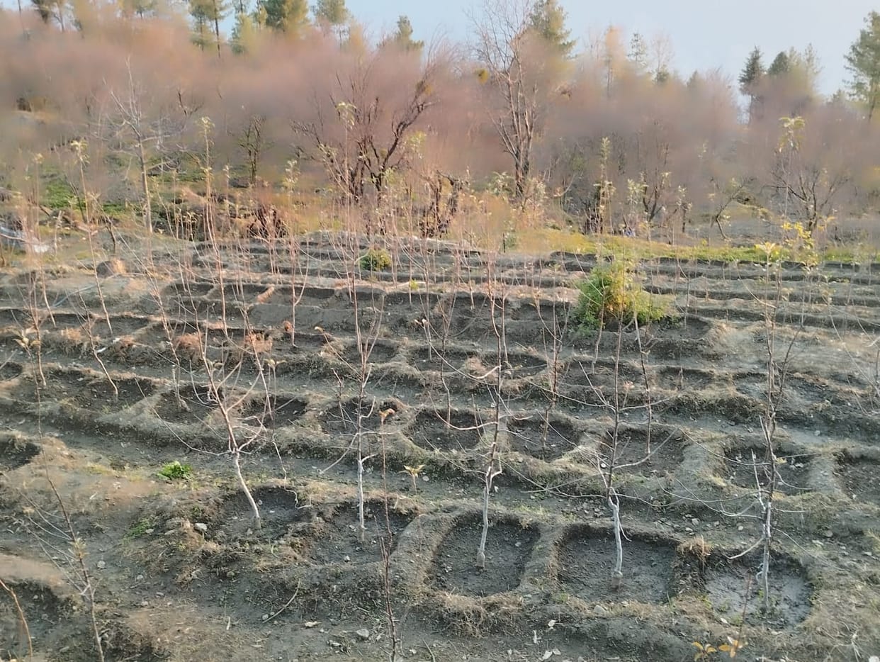 There is an increasing trend among orchardists to cultivate early apple varieties.
