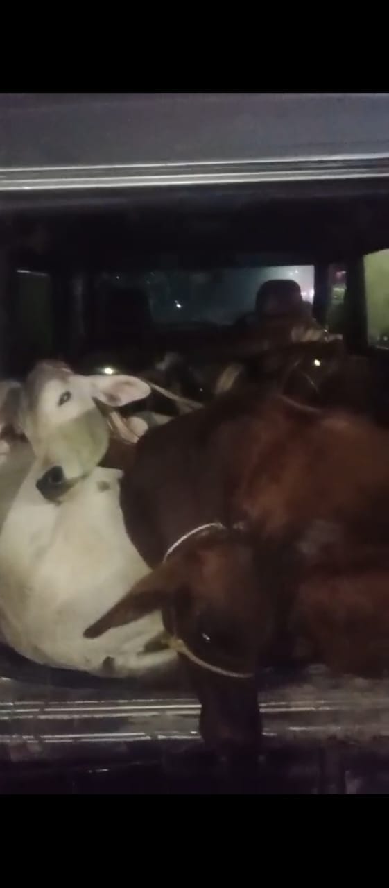 Animal smugglers hit a bike rider, resulting in his death.