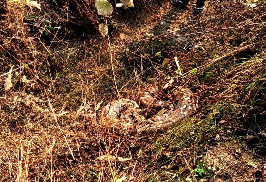 A six and a half feet long python was spotted