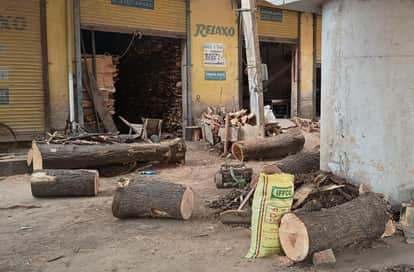 Demand and prices for timber are soaring in the market.