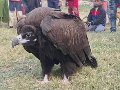 Rare vulture found in Farenda Khurd sent to Gorakhpur