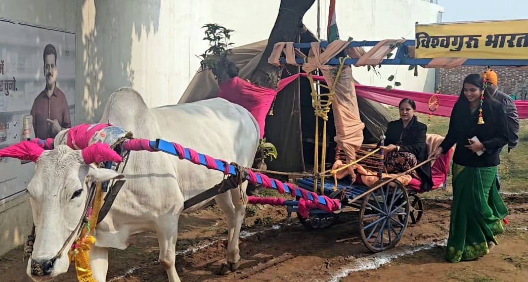 The Municipal Chairman operated the flour mill driven by bulls.