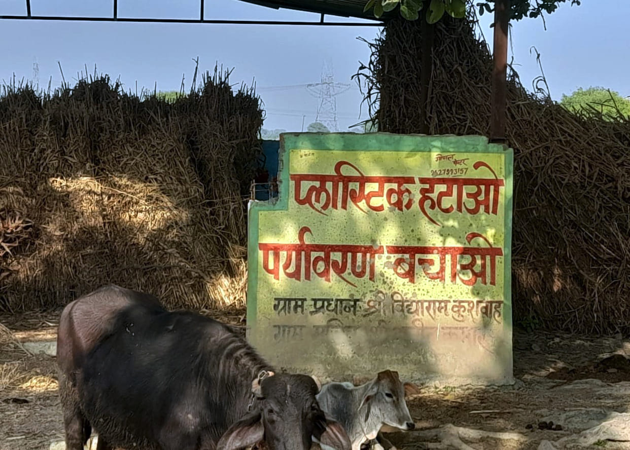 Where there should be waste management, the fields are full of millet