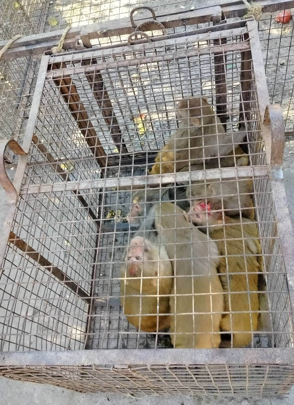 झूलाघाट में पिंजरे में कैद बंदर। संवाद