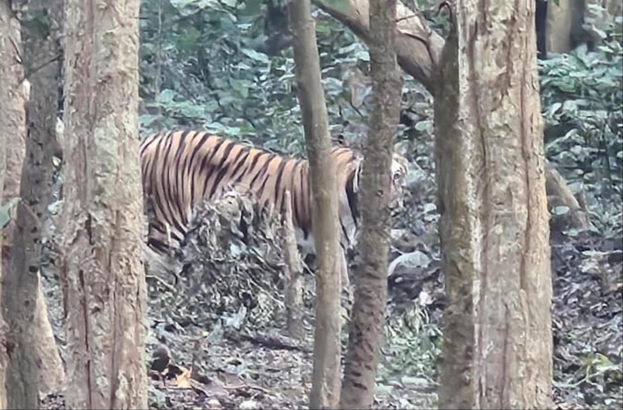 Tiger seen roaring by tourists in jungle safari