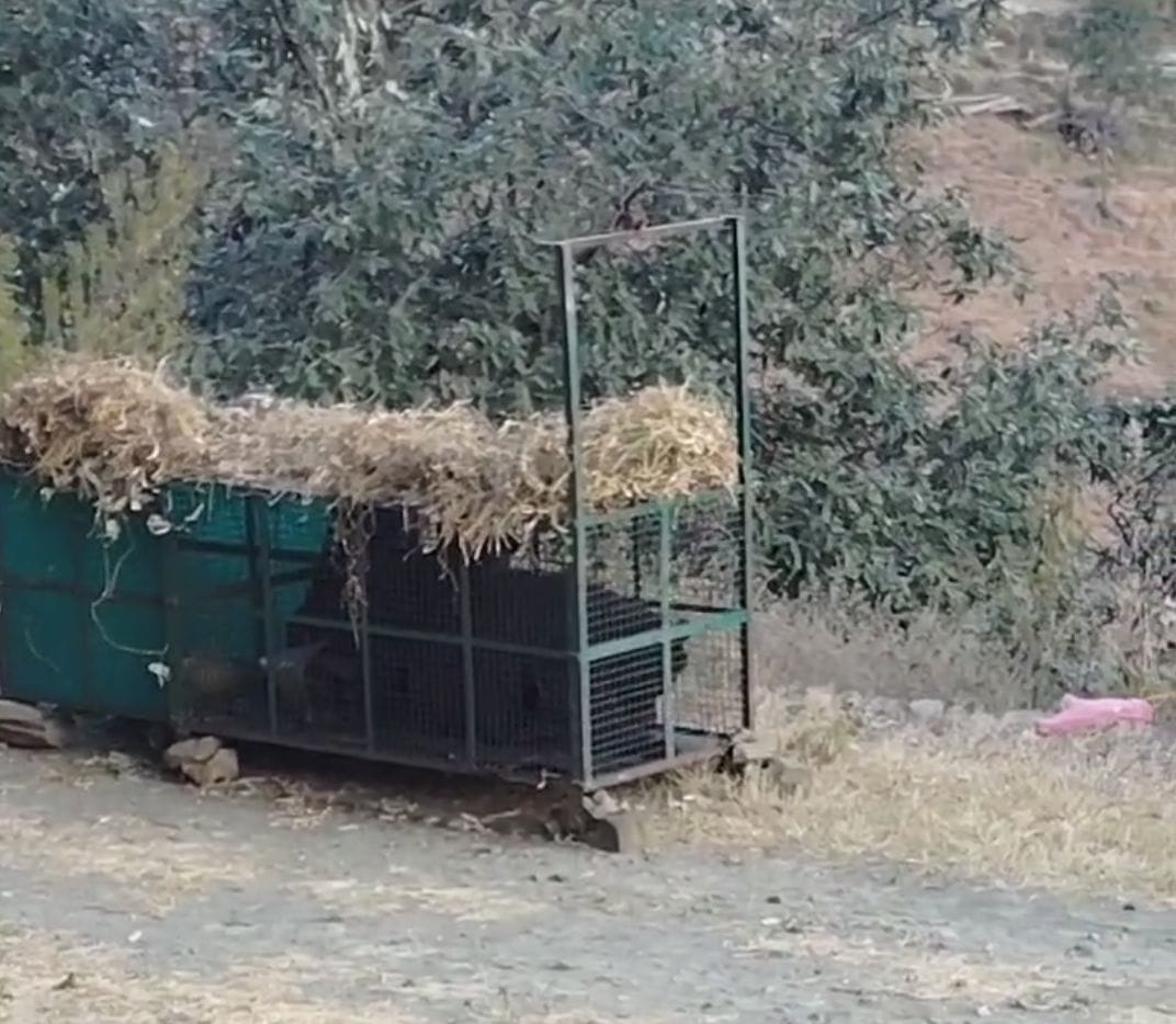 Three bears trapped in cage in Navan