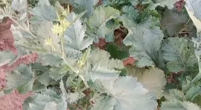 Minimum temperature rises by 0.5 degrees again, dew drops freeze