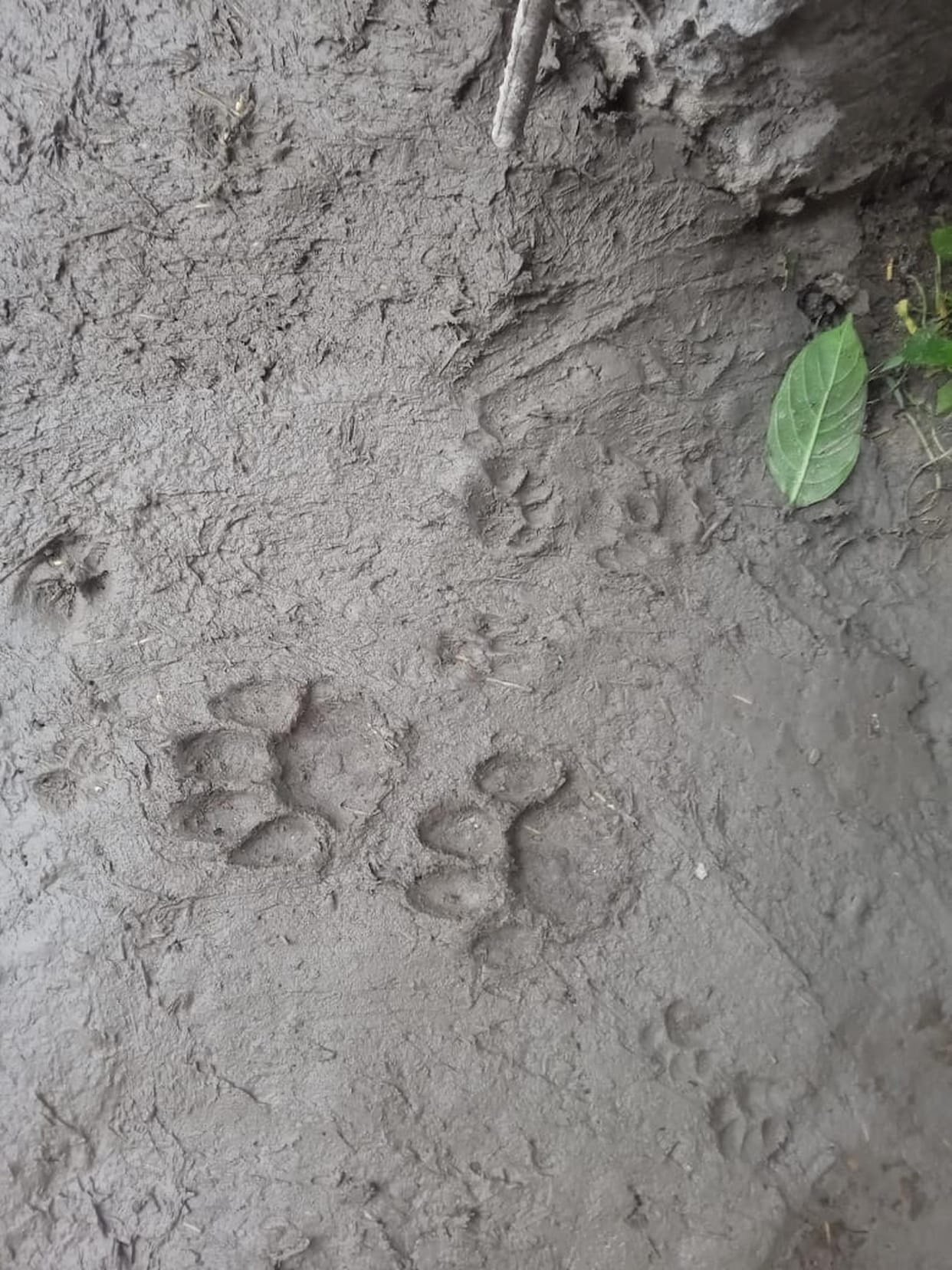 Leopard made goat a morsel in Matehi village