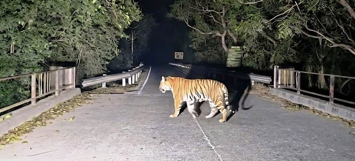 Tiger seen crossing the road on Suheli bridge