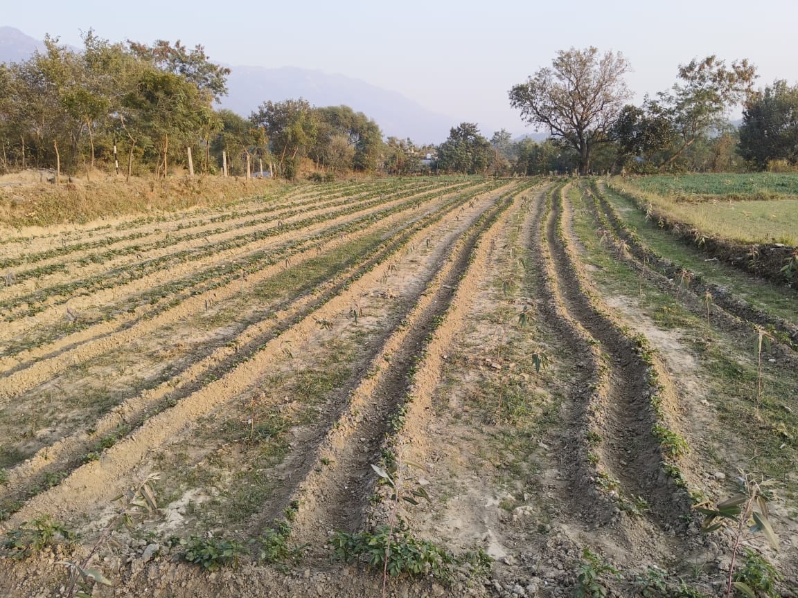 Irrigation water crisis in Dharot Panchayat, farmers and gardeners are worried