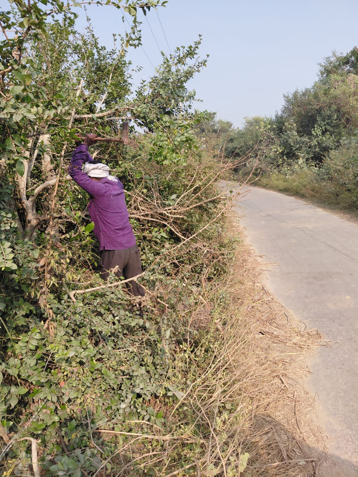 The cutting of bushes has begun on the Shivdaspur road.